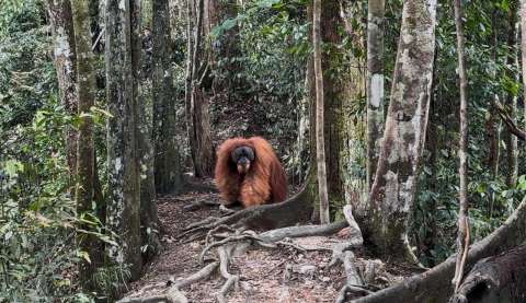 Dos días en la selva con orangutanes: así es una caminata en Sumatra