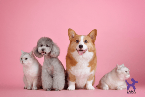 Conversatorio: La importancia de vacunar a nuestras mascotas