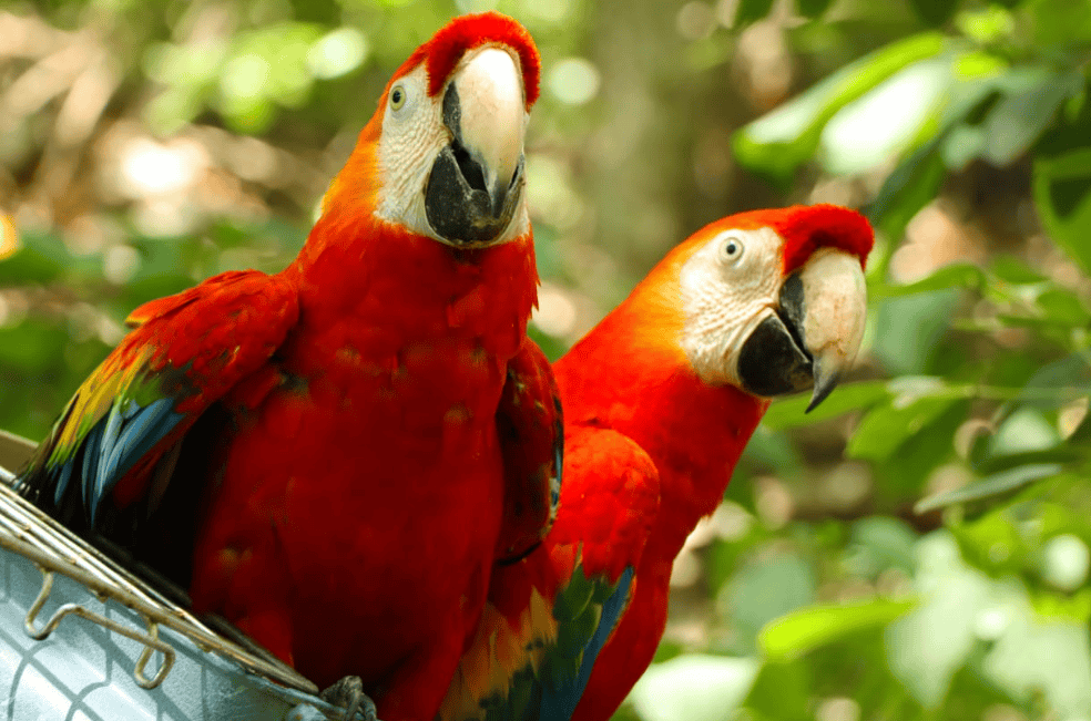 Loros, guacamayas y más: así fue el rescate de 62 animales silvestres en el Tolima