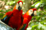 En Colombia tener aves como mascotas es ilegal y podría costarle una multa