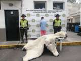 Incautan piel de oso polar en un local comercial de Cali, ¿cómo llegó allí?