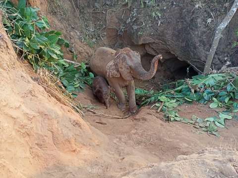 Rescatan a elefante y su cría atrapados en un hoyo de cinco metros en Tailandia