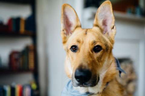 Otitis en perros: ¿cómo saber que tu mascota tiene problemas en sus oídos?