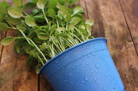 ¿Qué son las enfermedades radiculares y cuáles son las más comunes en plantas?