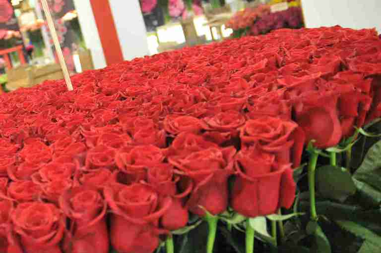 Rosas colombianas son las favoritas del Vaticano desde hace 28 años