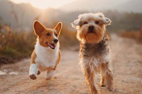 Día Mundial de los Animales: ¿por qué se celebra el 4 de octubre?