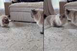 Así reaccionaron dos gatos siberianos al verse de nuevo tras seis años separados