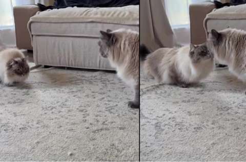 Así reaccionaron dos gatos siberianos al verse de nuevo tras seis años separados