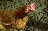 Francia prohíbe los huevos que no sean de ‘gallina feliz’