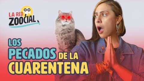 Los pecados con sus mascotas durante la cuarentena