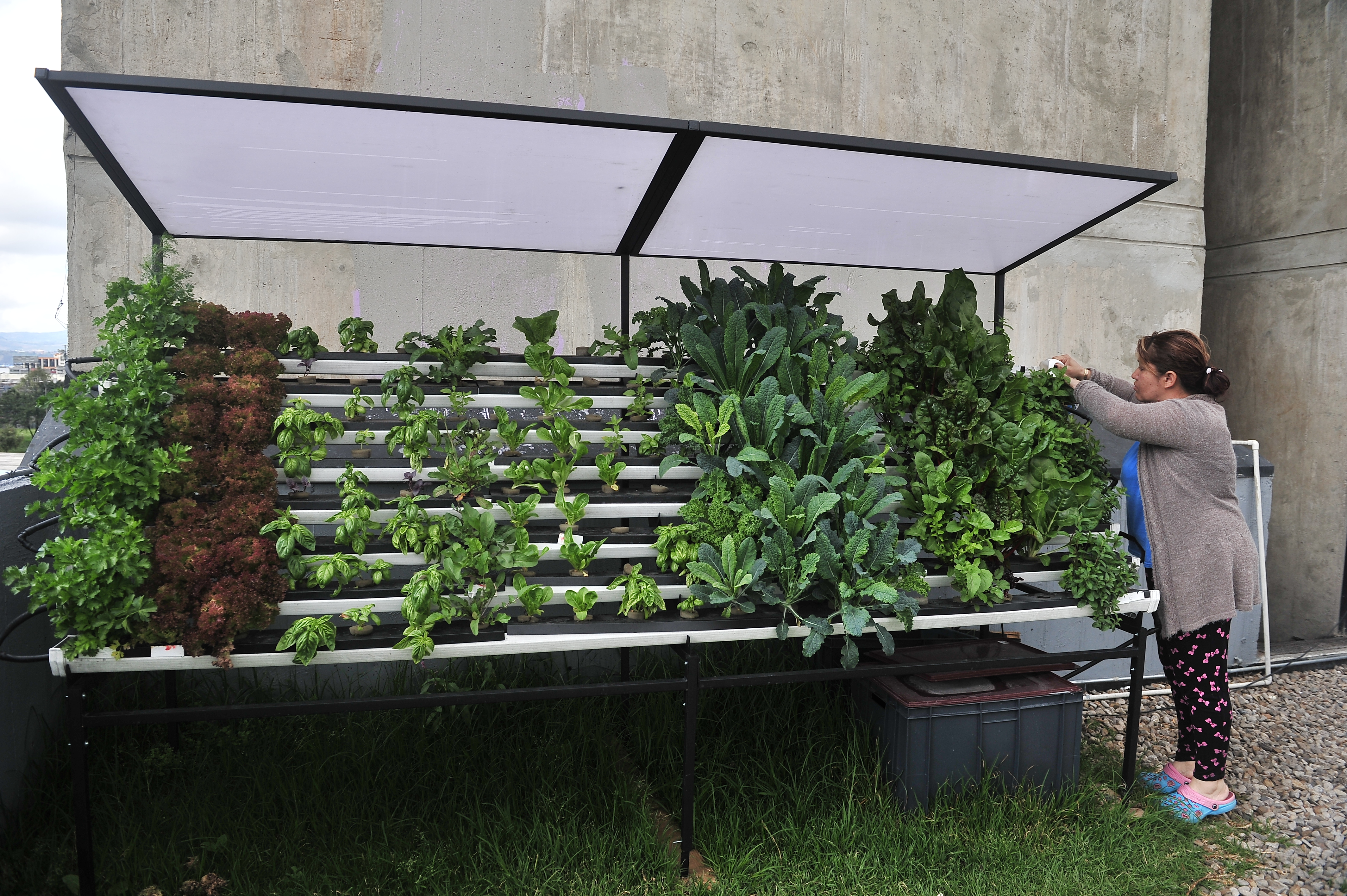 Huerta o jardines urbanos, creados por mujeres víctimas del conflicto.