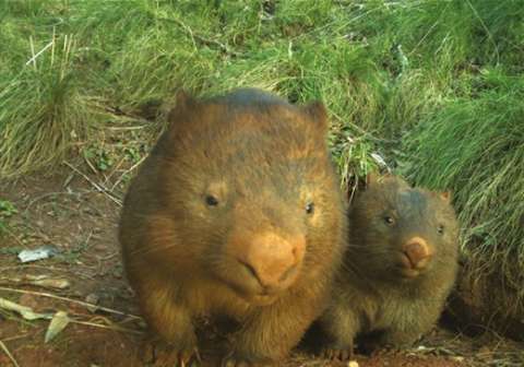 La madriguera de este pequeño animal sirve de refugio colectivo en tiempos de crisis