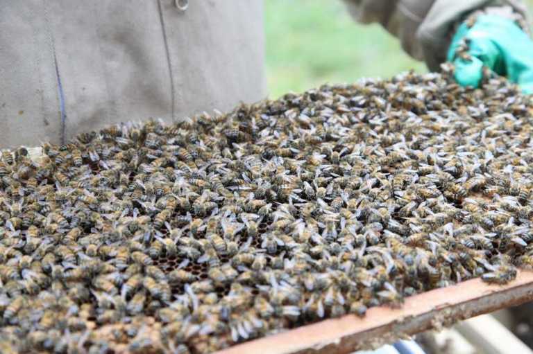 “Divinas y aladas”: la conservación y cuidado de las abejas en Bogotá