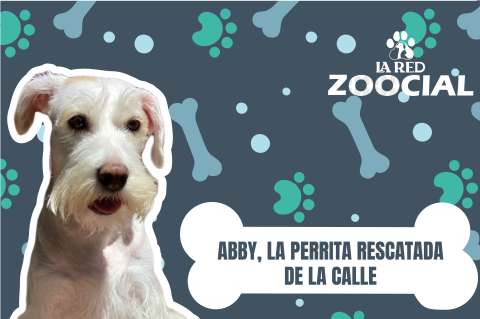 (VIDEO) ¿Cómo podemos ayudar a los perros de la calle? Conozca la historia de Abby