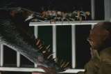 “Jurassic Park” y “Jurassic World”: este es el orden cronológico de las películas