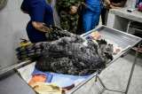 Rescatan a águila arpía que, al parecer, fue herida con un arma de fuego en Caquetá