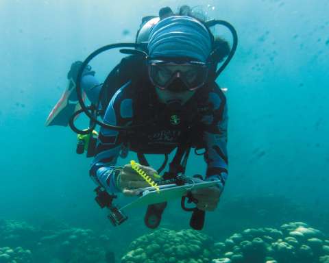 Ciencia ciudadana: un camino para que todos ayudemos a salvar a los corales