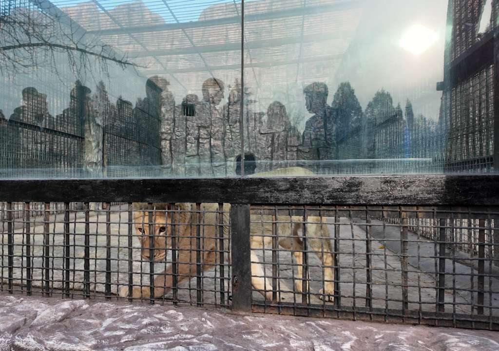 In this handout picture released by Russia's natural resources ministry on November 20, 2024, a lion is seen in its new enclosure after being transferred from the Moscow Zoo to the Pyongyang Zoo in Pyongyang.
