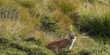 Cámaras trampa captan a un puma y un yaguarundí en el Parque Nacional Natural Tinigua