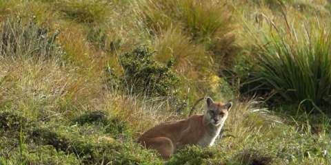 “Paren todo”: así anunciaron el avistamiento de un Puma concolor en Chingaza
