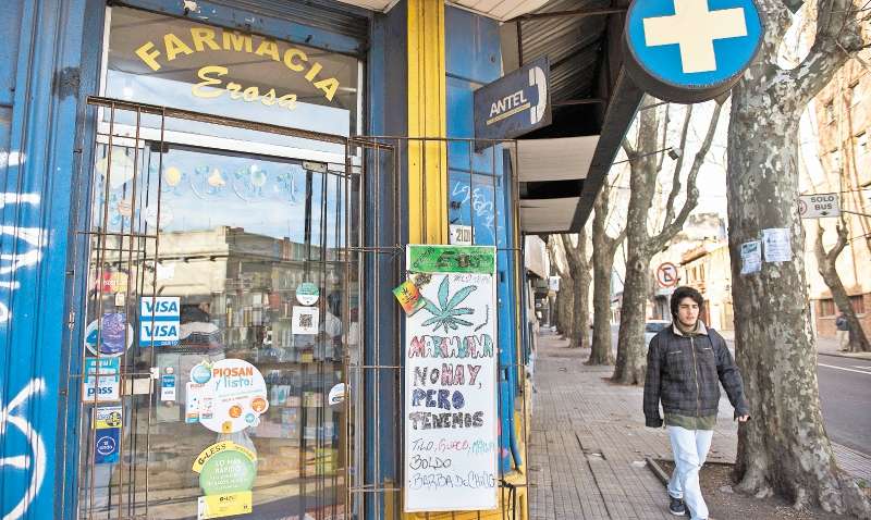 Oficialmente, Uruguay registró 60 clubes de membresía de marihuana en funcionamiento y 6.876 cultivadores formalizados. / AP