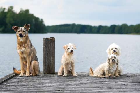 ¿Son más protectores los perros o las perras?