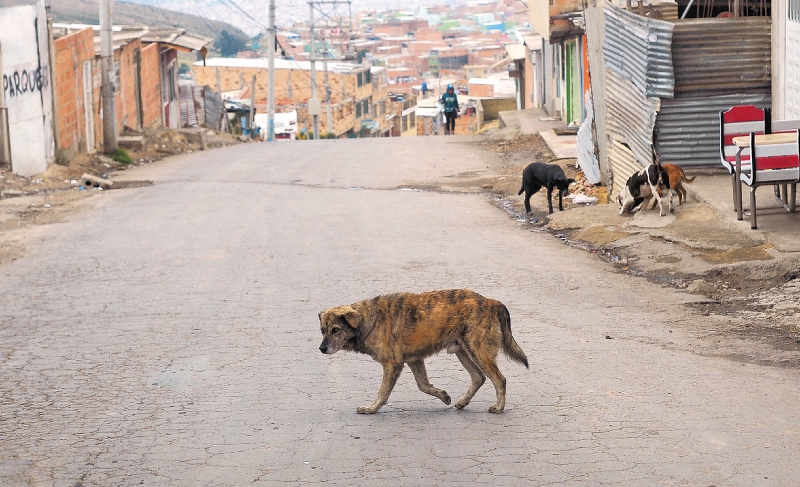 Arkambiental explicó que llegó a recibir más animales de los que estaban en el contrato, para evitar que quedaran en la calle. / Pixabay