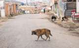 Animales en abandono: las otras víctimas del fuerte invierno en Bogotá