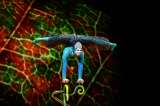 Cirque du Soleil llega a Medellín con su espectáculo "Ovo"