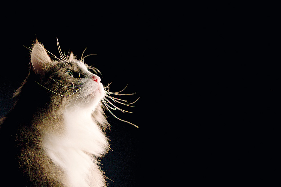 Alergia a los gatos: FEL D 1, la solución para los alérgicos