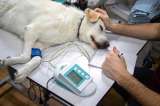 Cáncer en mascotas: señales y decisiones que marcan la diferencia