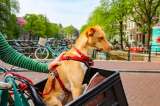 En video: mascotas en bicicleta se roban las miradas en el Día Mundial de la Bici