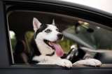 Según estudio, esta es la razón por la que los perros disfrutan los viajes en carro