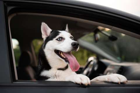 Según estudio, esta es la razón por la que los perros disfrutan los viajes en carro