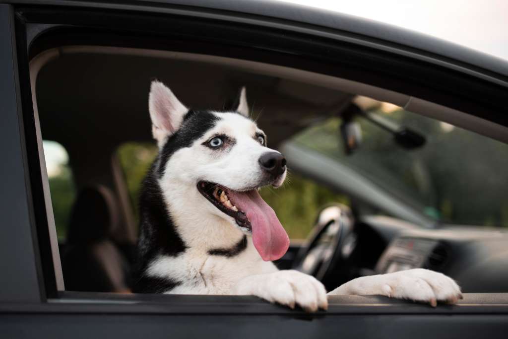 ¿Puede llevar a su perro en el asiento delantero del carro? Esto dice la ley