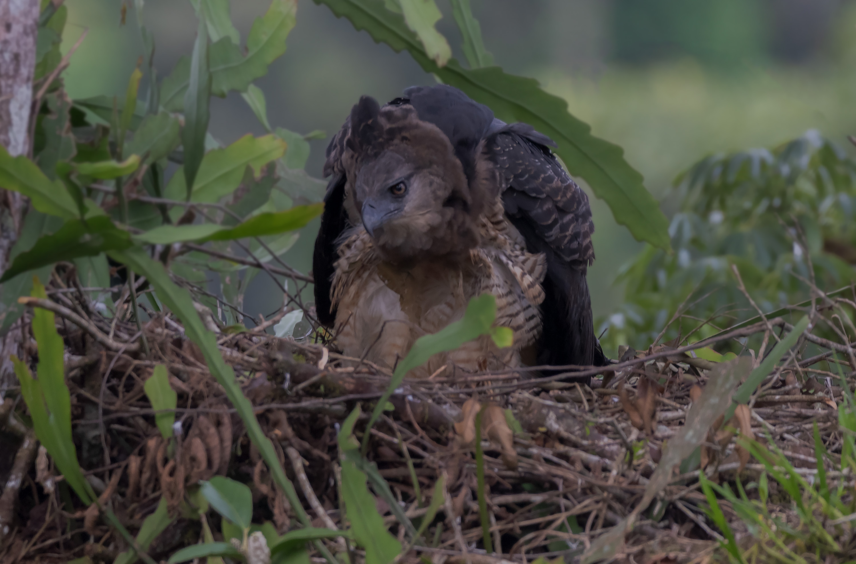 Águila arpía menor.