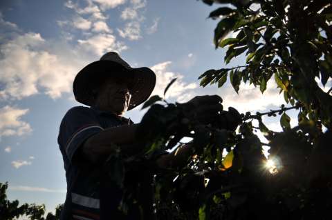 Condenan a la Nación luego de que Fiscalía señalara como guerrillero a un recolector de café