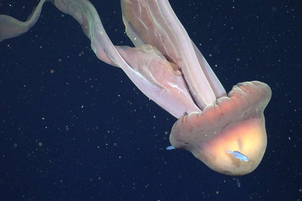 La Stygiomedusa gigantea, comúnmente conocida como la medusa fantasma gigante, que los pilotos del ROV filmaron a 250 metros.