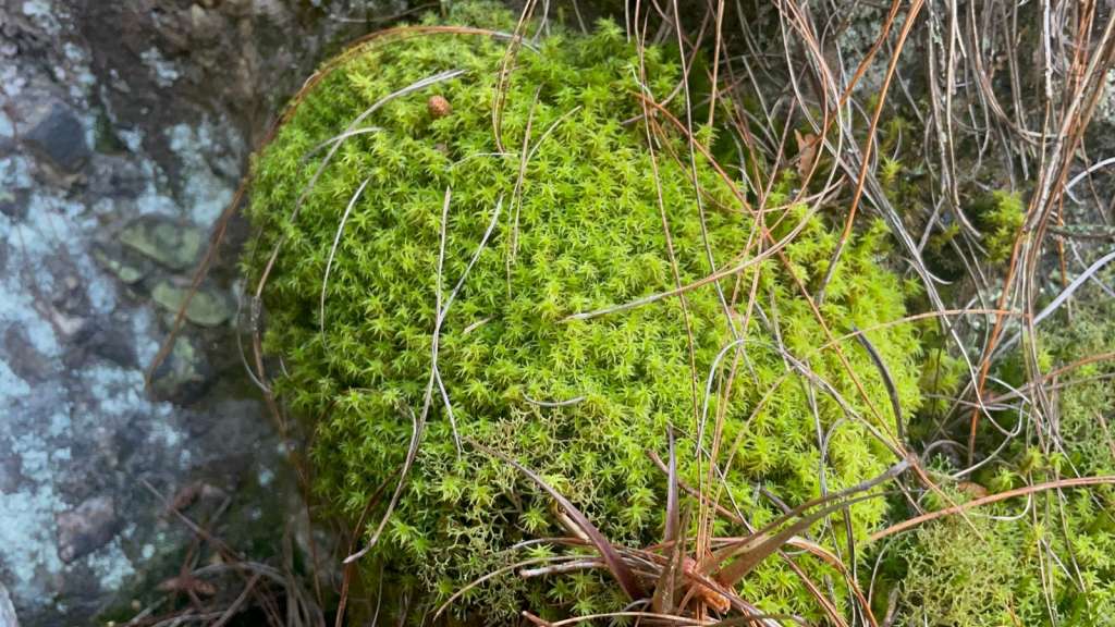 En diciembre aumenta la extracción de especies "vedadas" como el musgo.