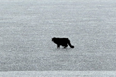 Un “milagro” sobre hielo: rescatan a gato ciego atrapado en un lago congelado