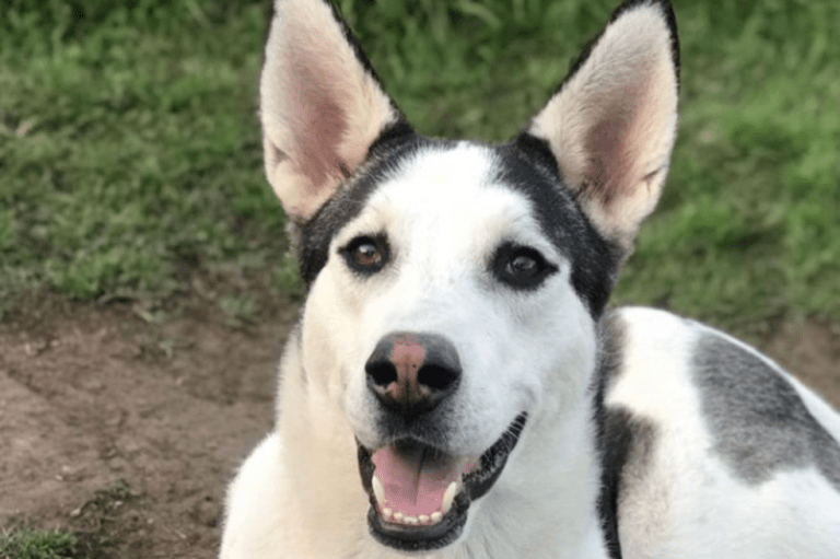 ¡Es hora de adoptar! Estos animales buscan un hogar en Cundinamarca