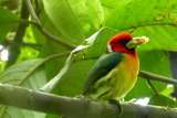 Cauca se prepara para observar aves en el Global Big Day