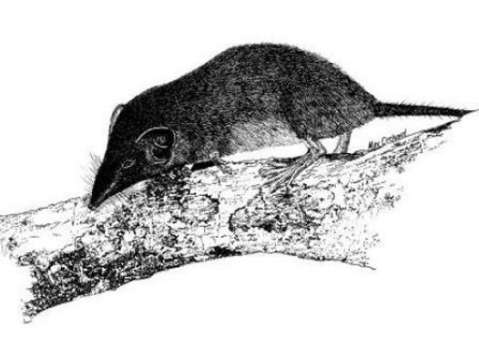 Extinta: la musaraña de la Isla de Navidad, otro animal que no volveremos a ver