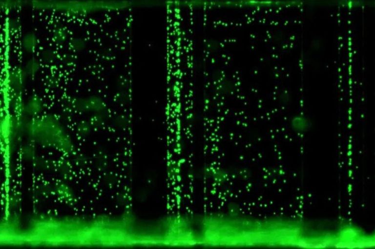 Las mejores fotos tomadas bajo el microscopio