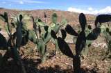 El cactus de la vida