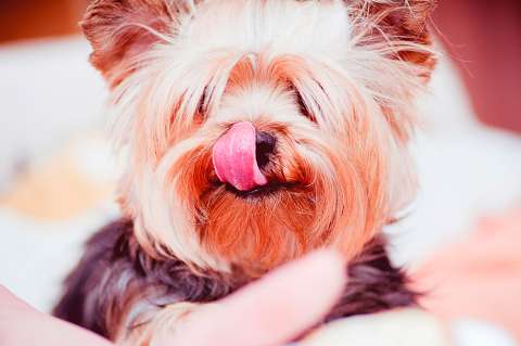 ¡Cuidado! Cucarrones ponen en riesgo la salud de los perros. Esto debes hacer