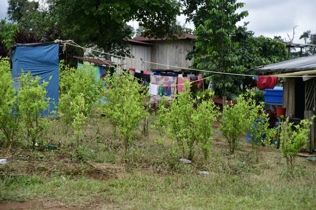 Cultivos de coca en esta vereda, donde ocurrió una masacre en la que fallecieron siete campesinos el 5 de octubre de 2017, durante un operativo de erradicación forzada en Tumaco.