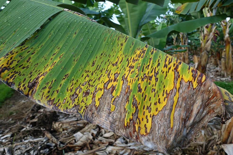 Así luce el hongo Sigatoka sobre plantaciones de plátano / Wikimedia