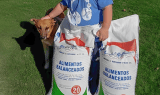 Con rifas, un niño de cinco años consiguió dinero para alimentar a perros abandonados