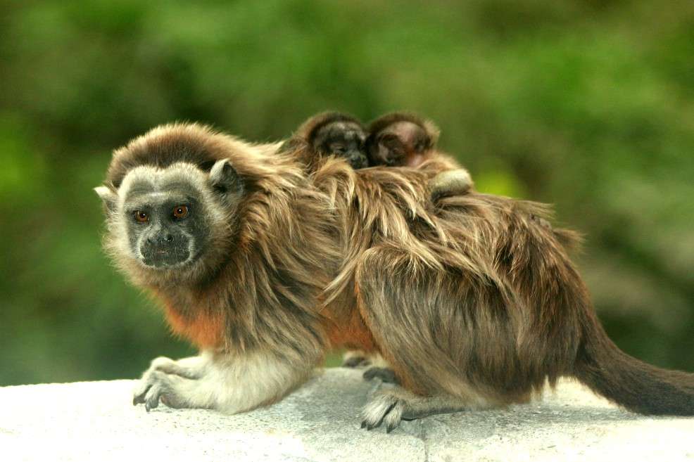 Imagen de la madre con las dos nuevas crías.
